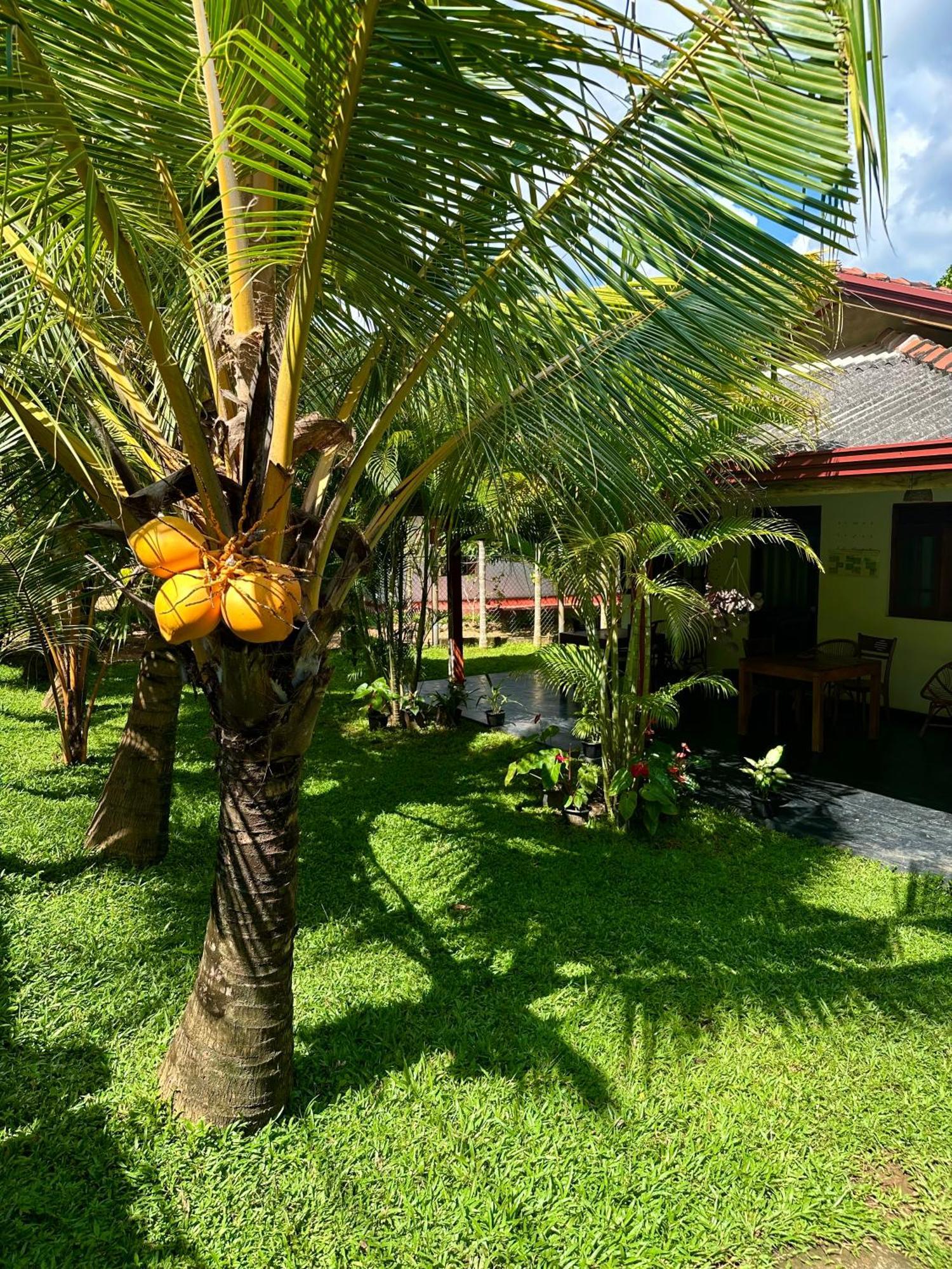 Jasmin Homestay Marakolliya Тангале Екстериор снимка